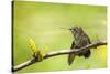 Annas Hummingbird Perched on the Branch of a Honey Locust Tree-Michael Qualls-Stretched Canvas