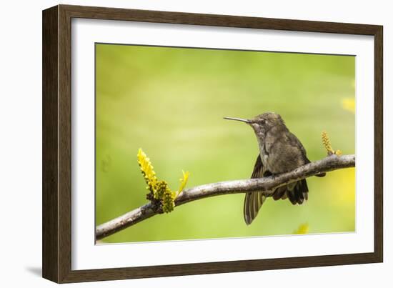 Annas Hummingbird Perched on the Branch of a Honey Locust Tree-Michael Qualls-Framed Photographic Print