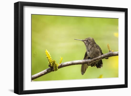 Annas Hummingbird Perched on the Branch of a Honey Locust Tree-Michael Qualls-Framed Photographic Print