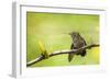 Annas Hummingbird Perched on the Branch of a Honey Locust Tree-Michael Qualls-Framed Photographic Print