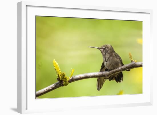 Annas Hummingbird Perched on the Branch of a Honey Locust Tree-Michael Qualls-Framed Photographic Print