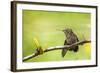 Annas Hummingbird Perched on the Branch of a Honey Locust Tree-Michael Qualls-Framed Photographic Print