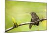 Annas Hummingbird Perched on the Branch of a Honey Locust Tree-Michael Qualls-Mounted Photographic Print