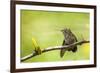 Annas Hummingbird Perched on the Branch of a Honey Locust Tree-Michael Qualls-Framed Photographic Print