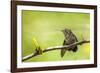 Annas Hummingbird Perched on the Branch of a Honey Locust Tree-Michael Qualls-Framed Photographic Print