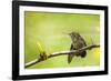 Annas Hummingbird Perched on the Branch of a Honey Locust Tree-Michael Qualls-Framed Photographic Print