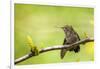 Annas Hummingbird Perched on the Branch of a Honey Locust Tree-Michael Qualls-Framed Photographic Print