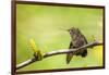 Annas Hummingbird Perched on the Branch of a Honey Locust Tree-Michael Qualls-Framed Photographic Print