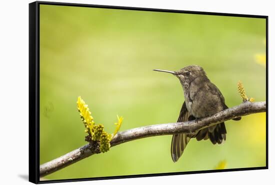 Annas Hummingbird Perched on the Branch of a Honey Locust Tree-Michael Qualls-Framed Stretched Canvas