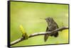 Annas Hummingbird Perched on the Branch of a Honey Locust Tree-Michael Qualls-Framed Stretched Canvas