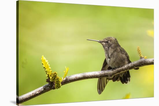 Annas Hummingbird Perched on the Branch of a Honey Locust Tree-Michael Qualls-Stretched Canvas