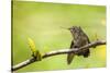 Annas Hummingbird Perched on the Branch of a Honey Locust Tree-Michael Qualls-Stretched Canvas