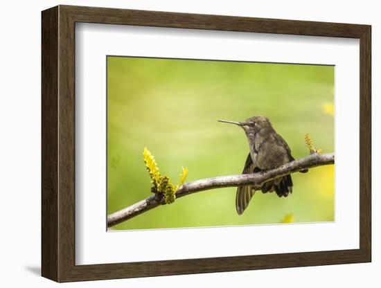 Annas Hummingbird Perched on the Branch of a Honey Locust Tree-Michael Qualls-Framed Photographic Print