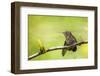 Annas Hummingbird Perched on the Branch of a Honey Locust Tree-Michael Qualls-Framed Photographic Print