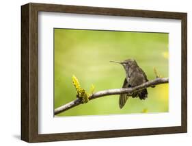 Annas Hummingbird Perched on the Branch of a Honey Locust Tree-Michael Qualls-Framed Photographic Print