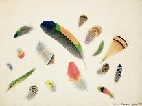 Studies of Feathers, 1855-Anne Bowen-Framed Stretched Canvas
