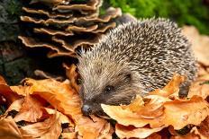 Hedgehog, Scientific Name: Erinaceus Europaeus. Wild, Native Hedgehog Curled into a Ball and Facing-Anne Coatesy-Photographic Print