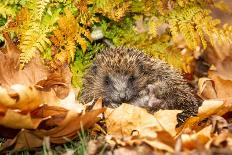 Hedgehog, Scientific Name: Erinaceus Europaeus. Wild, Native Hedgehog Curled into a Ball and Facing-Anne Coatesy-Photographic Print