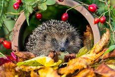 Hedgehog, Scientific Name: Erinaceus Europaeus. Wild, Native Hedgehog Curled into a Ball and Facing-Anne Coatesy-Photographic Print