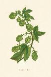 'Field Chickweed', c1891, (1891)-Anne Pratt-Giclee Print