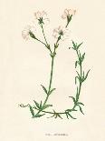 'Field Chickweed', c1891, (1891)-Anne Pratt-Giclee Print