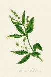 'Field Chickweed', c1891, (1891)-Anne Pratt-Giclee Print