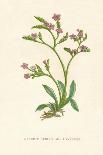 'Field Chickweed', c1891, (1891)-Anne Pratt-Giclee Print