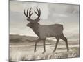 Wood Mount