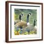Brown Frame