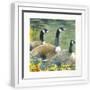 White Frame