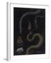 Annelid Worms-Philip Henry Gosse-Framed Giclee Print