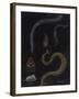 Annelid Worms-Philip Henry Gosse-Framed Giclee Print