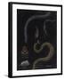 Annelid Worms-Philip Henry Gosse-Framed Giclee Print