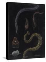 Annelid Worms-Philip Henry Gosse-Stretched Canvas