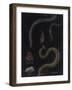 Annelid Worms-Philip Henry Gosse-Framed Giclee Print