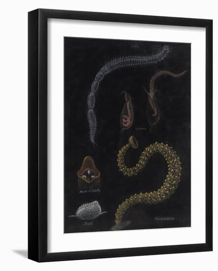 Annelid Worms-Philip Henry Gosse-Framed Giclee Print