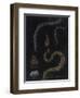 Annelid Worms-Philip Henry Gosse-Framed Premium Giclee Print