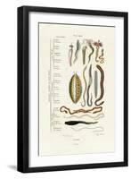 Annelids, 1833-39-null-Framed Giclee Print