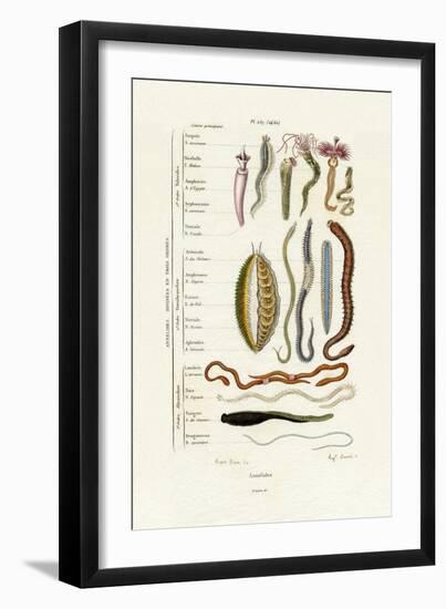 Annelids, 1833-39-null-Framed Giclee Print