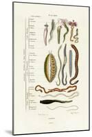 Annelids, 1833-39-null-Mounted Giclee Print