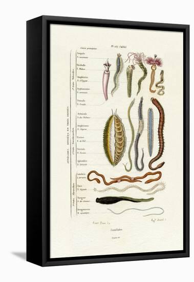 Annelids, 1833-39-null-Framed Stretched Canvas