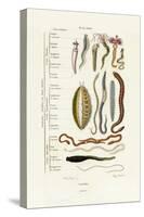 Annelids, 1833-39-null-Stretched Canvas