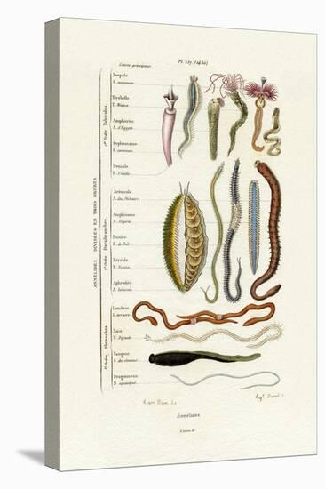 Annelids, 1833-39-null-Stretched Canvas