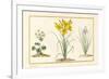 Annemone, Hemerocale and Iris (Detail) (Graphite, W/C and Bodycolour on Vellum)-Pancrace Bessa-Framed Giclee Print