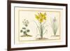 Annemone, Hemerocale and Iris (Detail) (Graphite, W/C and Bodycolour on Vellum)-Pancrace Bessa-Framed Giclee Print