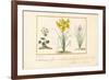 Annemone, Hemerocale and Iris-Pancrace Bessa-Framed Giclee Print