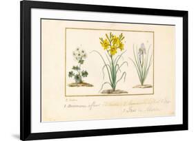 Annemone, Hemerocale and Iris-Pancrace Bessa-Framed Giclee Print