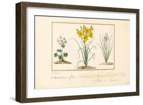 Annemone, Hemerocale and Iris-Pancrace Bessa-Framed Giclee Print