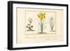 Annemone, Hemerocale and Iris-Pancrace Bessa-Framed Giclee Print