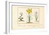 Annemone, Hemerocale and Iris-Pancrace Bessa-Framed Giclee Print